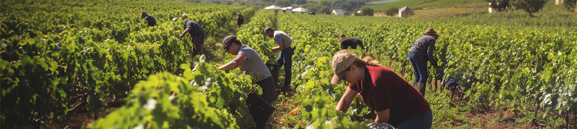 Cantina Ruvo di Puglia