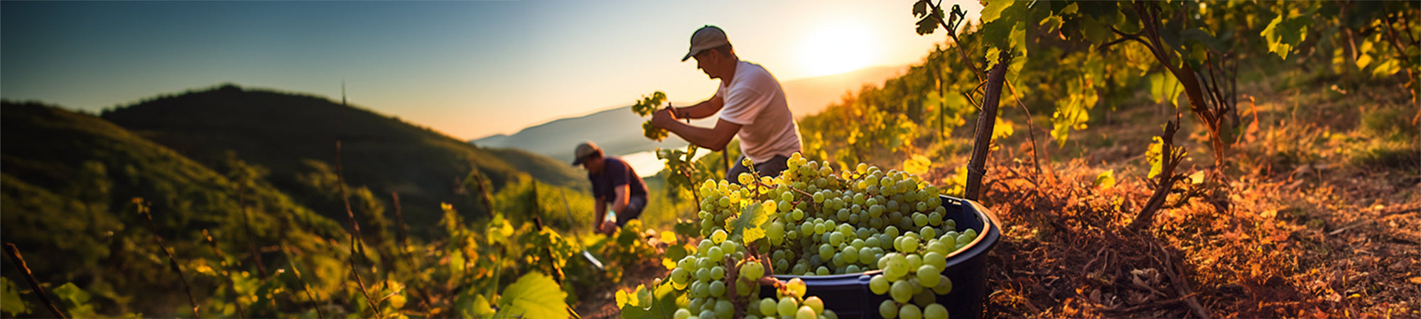 Bodegas Luna Beberide