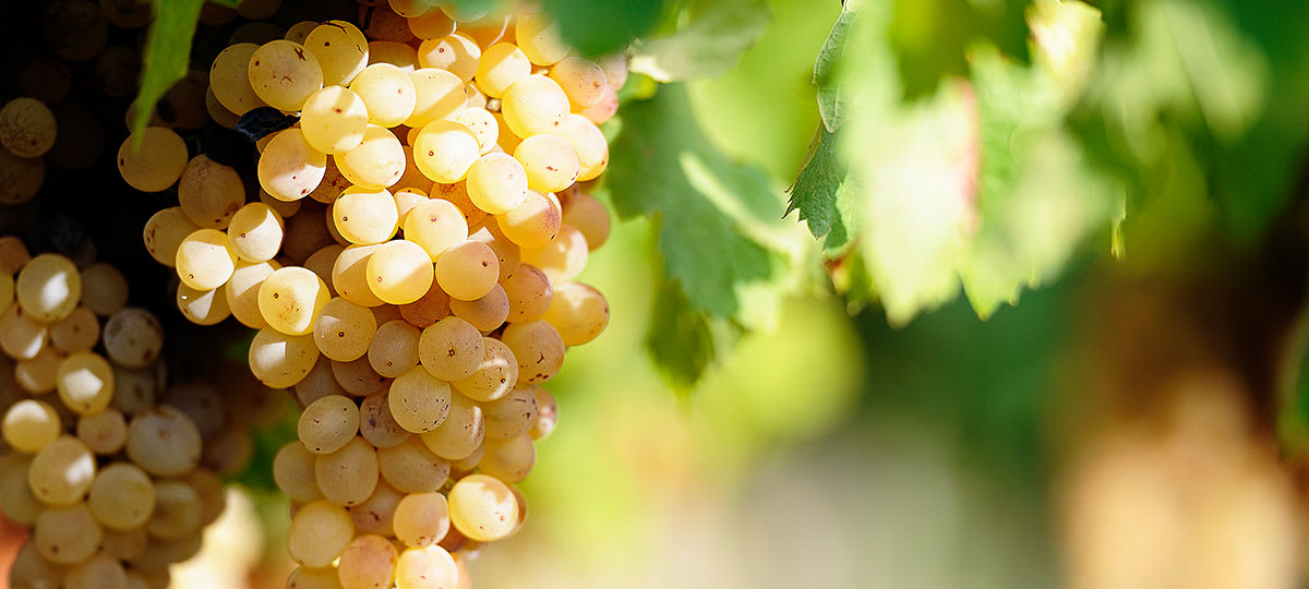 Sauvignon blanc