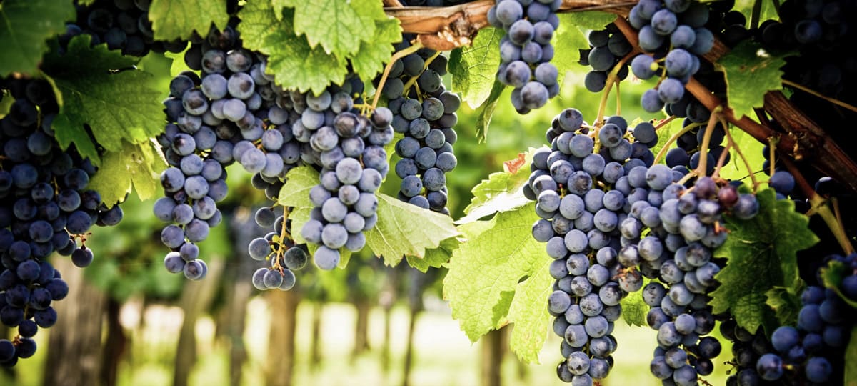 Cabernet sauvignon